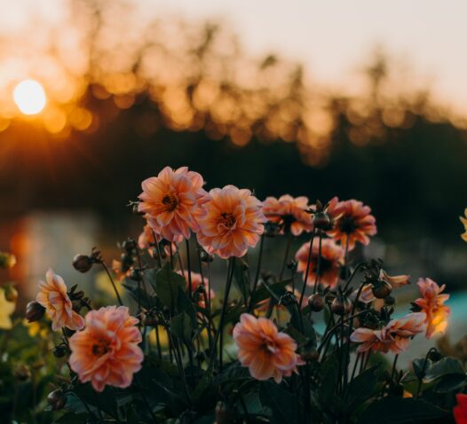 Flera rosa blommor i förgrunden med en solnedgång i bakgrunden.