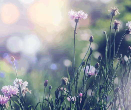 Vilda blommor i fokus med oskarp grön bakgrund och ljus som skiner igenom.